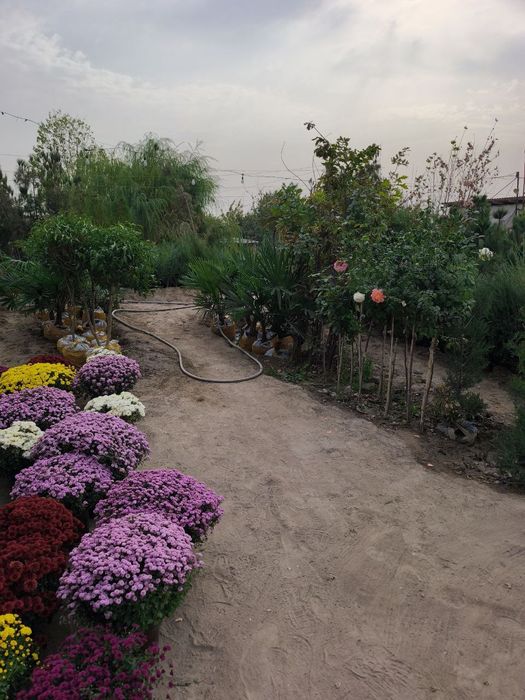 Арчалар 30 миндан Archalar 30 mingdan ADRIS Fod Sity ( AVANGART)