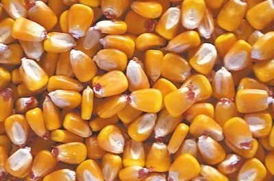 Vând porumb boabe sau știuleți de mălai calitatea I