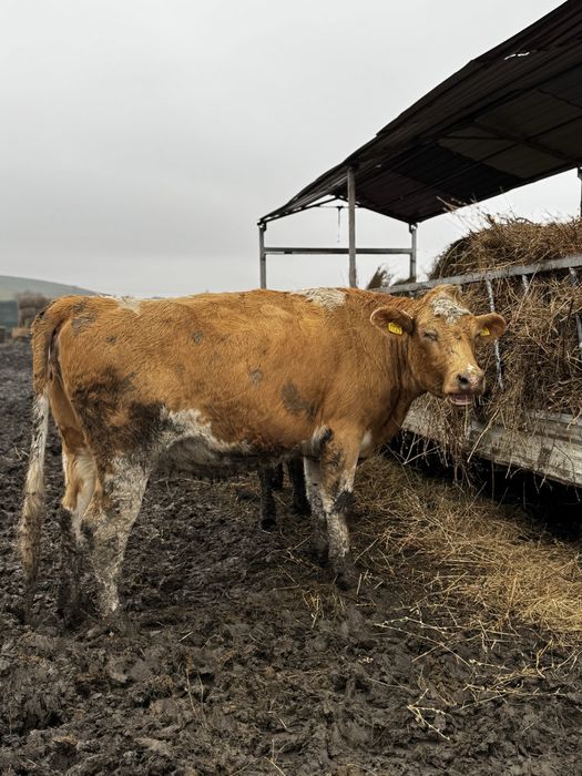 Juninci cu gestația de 8 luni