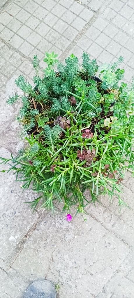 Продавам рози,алое,розмарин,салвия,евонимус,чашкодрян,чемшир