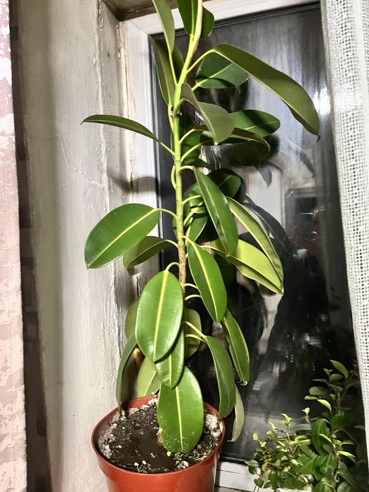 Продам комнатные растения, .