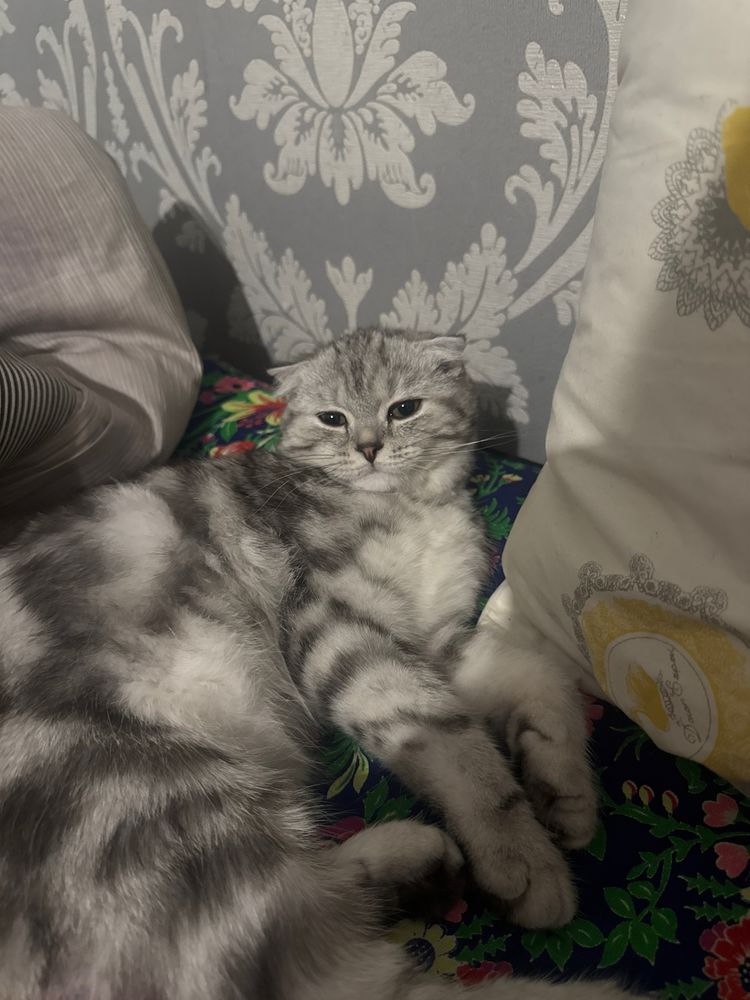 Продаётся котенок