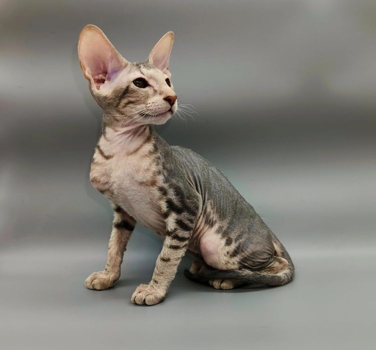 Котята Петерболды