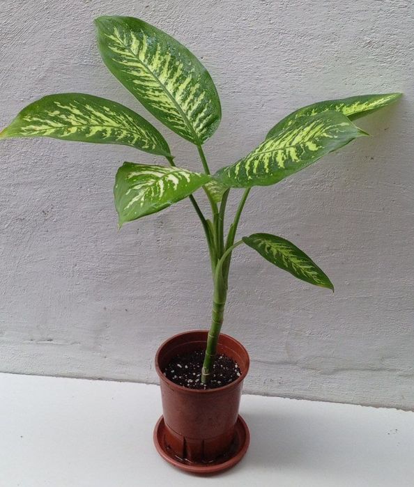 Диффенбахия Тропик Сноу.  Экзотические цветы для дома и офиса