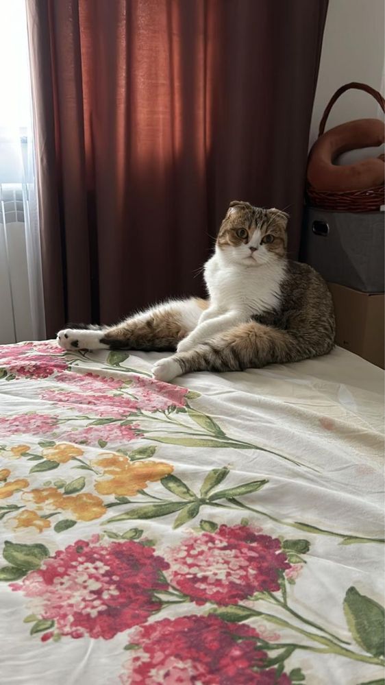 Отдам кошку в хорошие руки