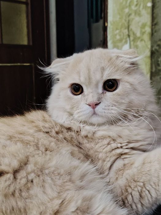 Scottish Fold Longhair mushukcha 6/7 oylik + aksessuarlar