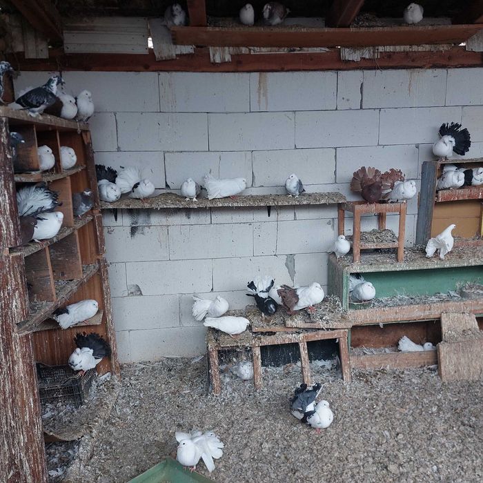 Porumbei de vânzare