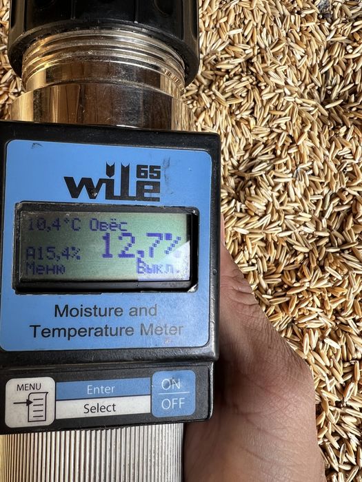 Овёс в городе росыпь