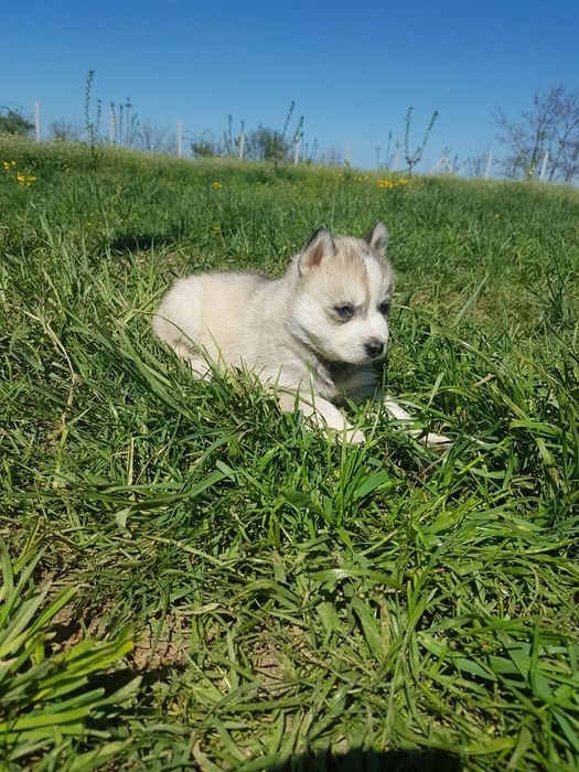 Băiețel Husky cu ochi albaștri