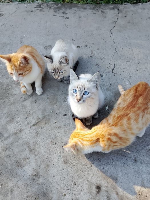 Отдам котят в хорошие руки