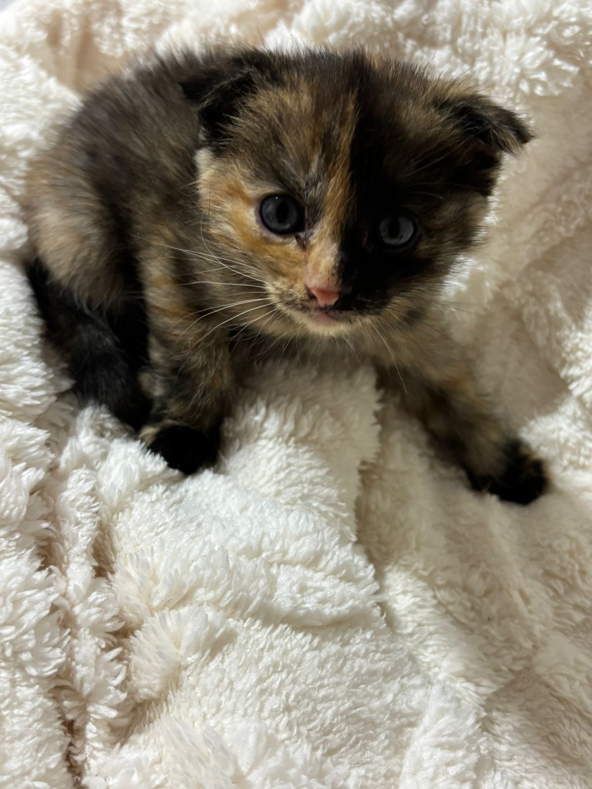 Котята скоттиш страйт