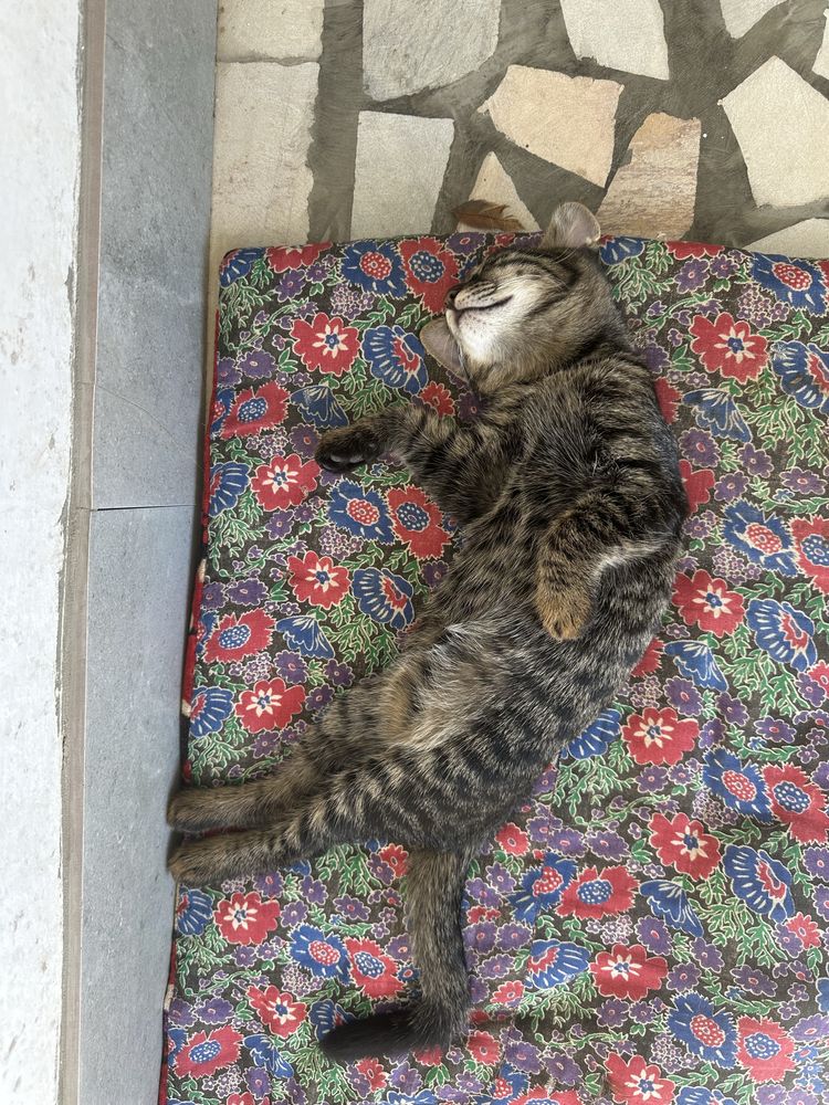 Отдам котят в хорошие руки