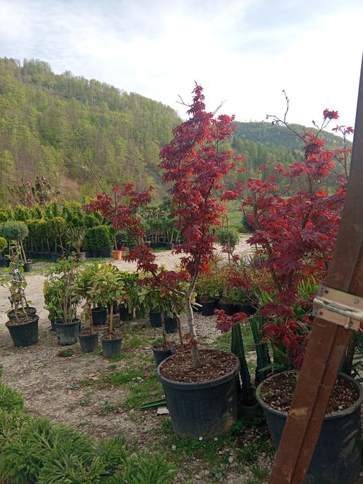 Plante ornamentale decorative