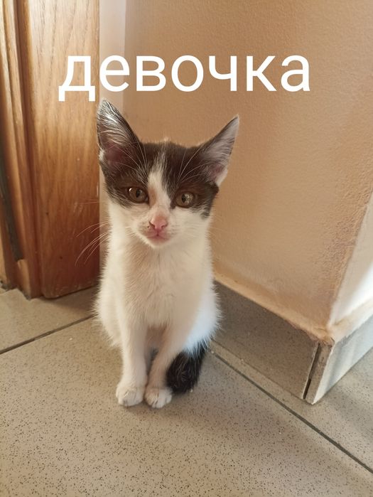 Котятки срочно, бесплатно