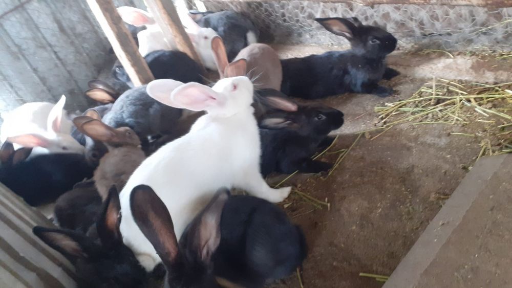 Iepuri hycole francez de vanzare