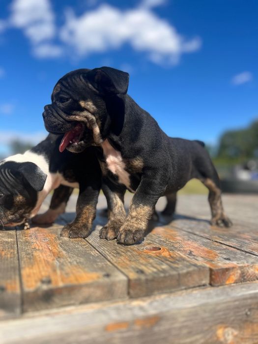 Femela old English Bulldog