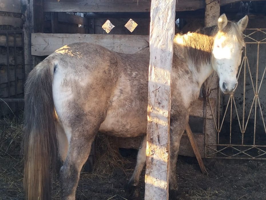 Продам лошадь, бие