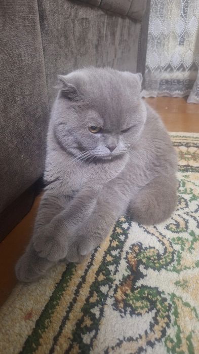 Scottish Fold 1'5 yosh oğil bola zot olishga