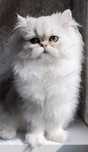 Persan Chinchilla