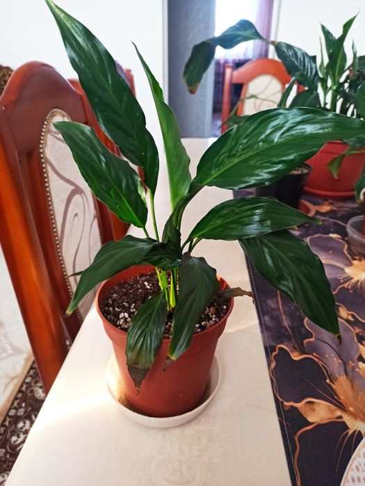 Продам цветок Спатифилум