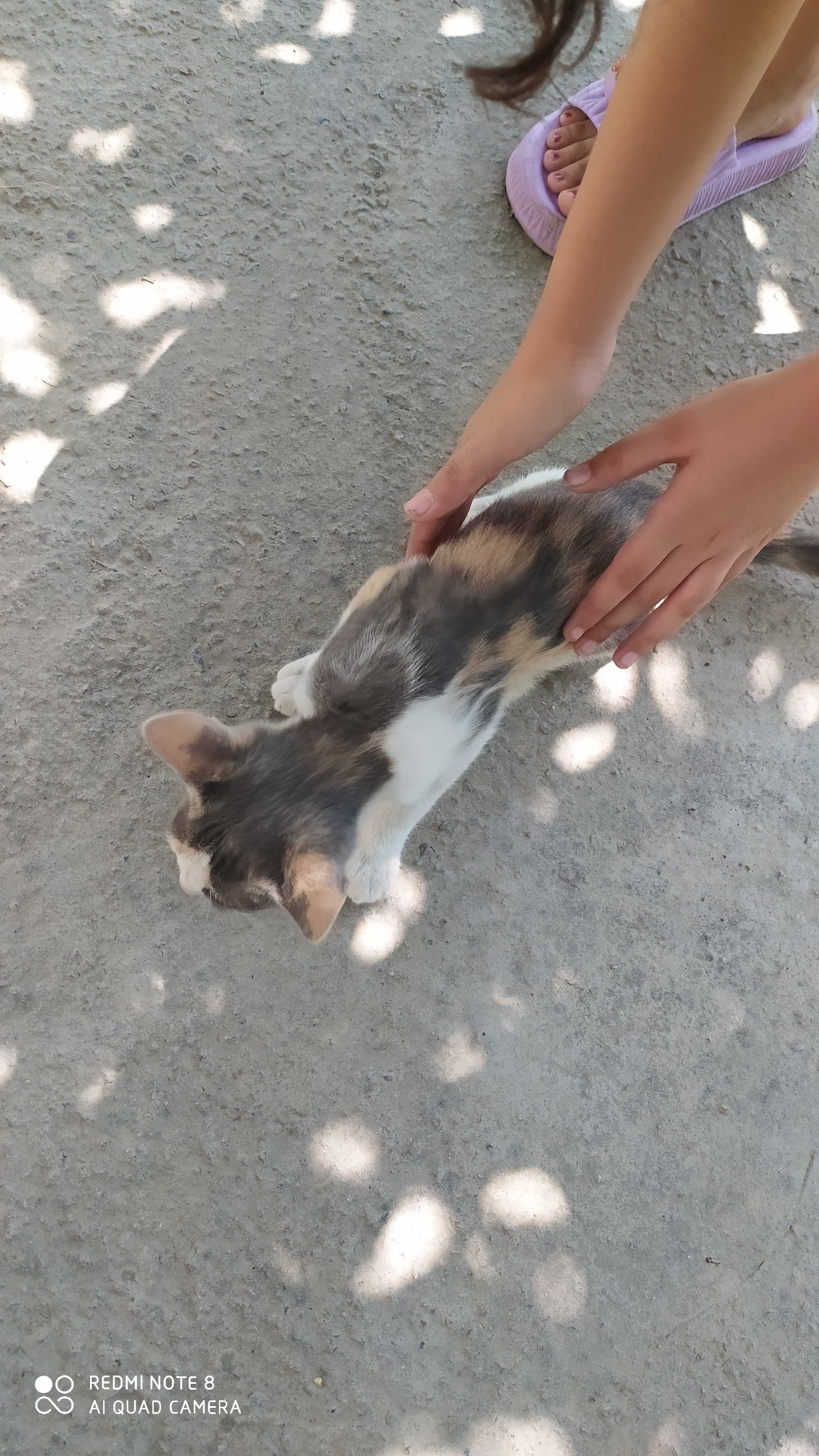 Котята домашние, отдадим в добрые руки