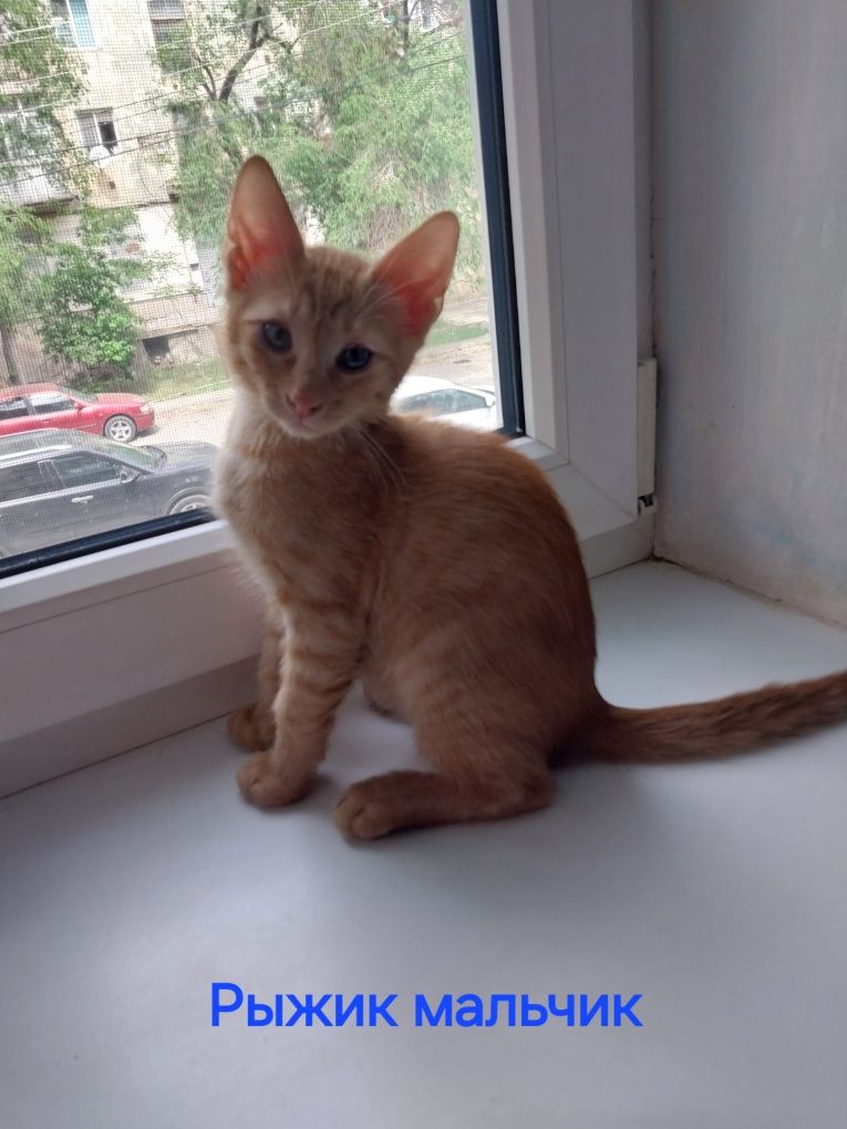Котята домашние возраст 4 месяца