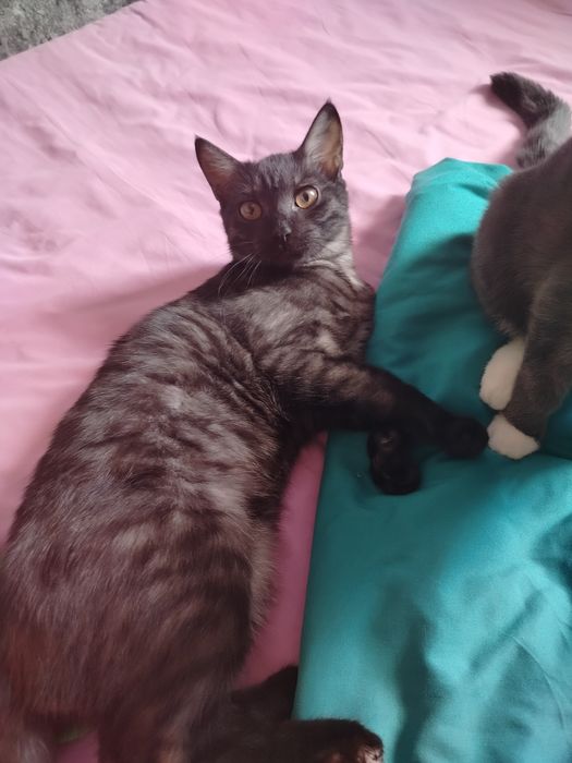 Отдам котёнка г. Костанай