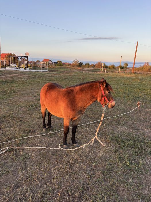 Vând Iapă (ponei) 2 ani