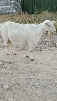 Зааненская коза с козлятами