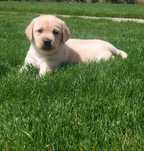 Labrador  cu certificat pedigree