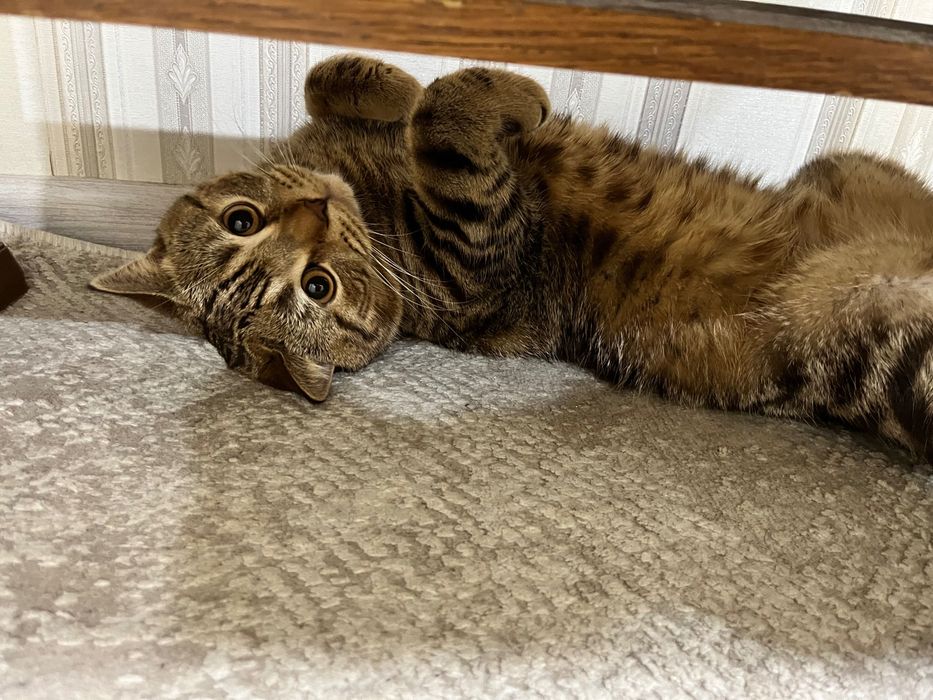 Шотланский привика алган кыз мысык керек шатастыруга бесплатно