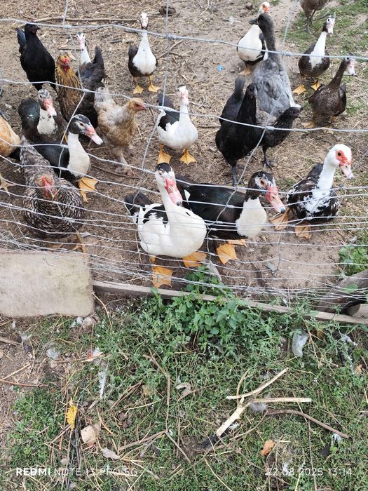 Rate mute caută casa noua