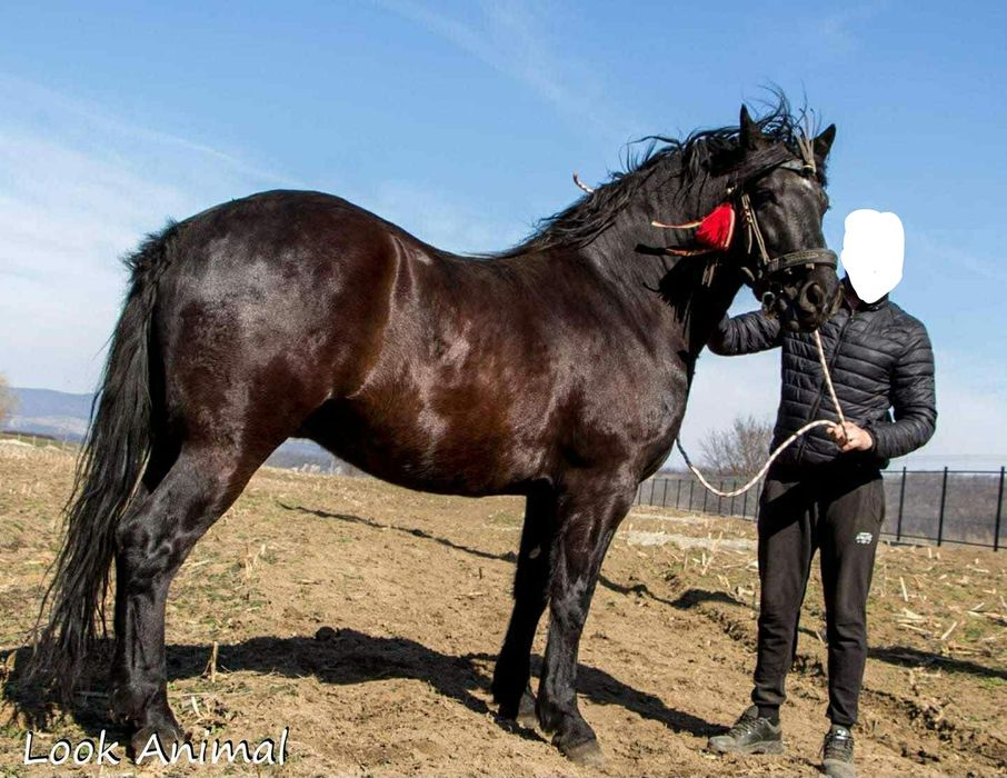 Vând cal de 5.6 ani