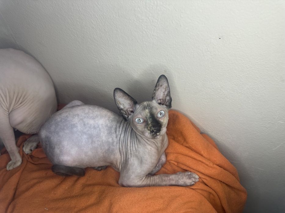 Канадски сфинкс котенца женски