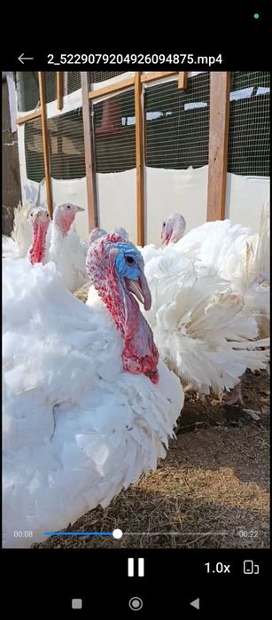 Продается Индейка от 8кг до 12 кг домашний  Курка сотилади хонаки 8 кг