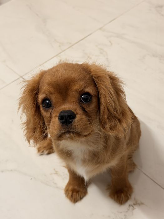 Cavalier king charles Spaniol