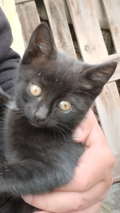Подарявам котенца