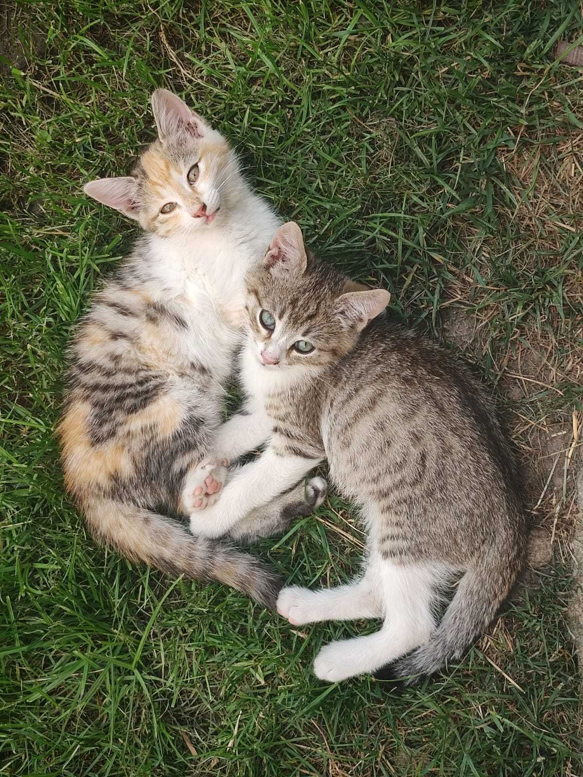 Сладки котенца търсят нов дом