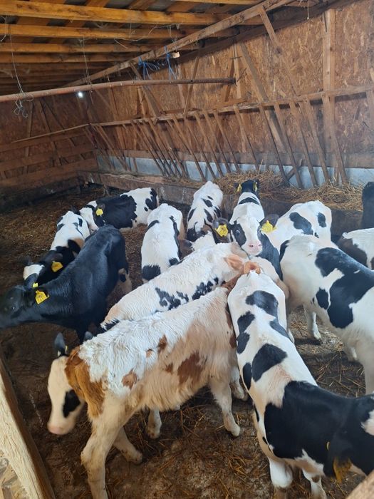 Vând tăurași intracati!!