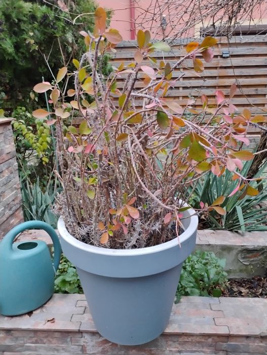 Plantă suculenta, euphoria mili 60 cm