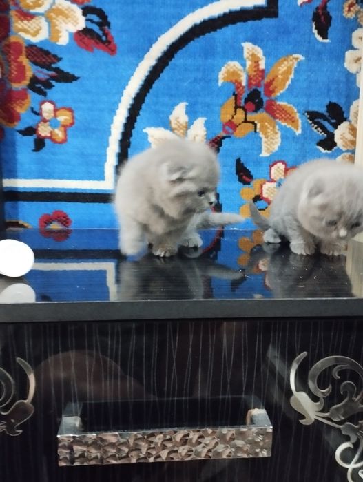 Продаю котят шатланские