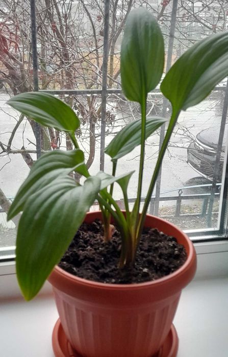 Продам комнатные цветы