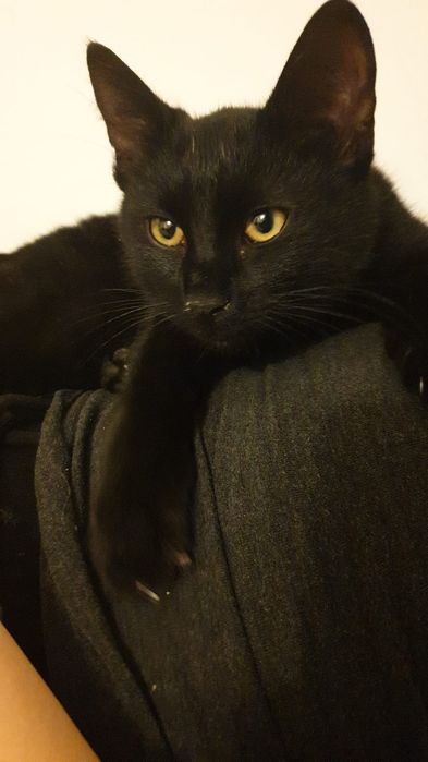 Adopție pui pisică