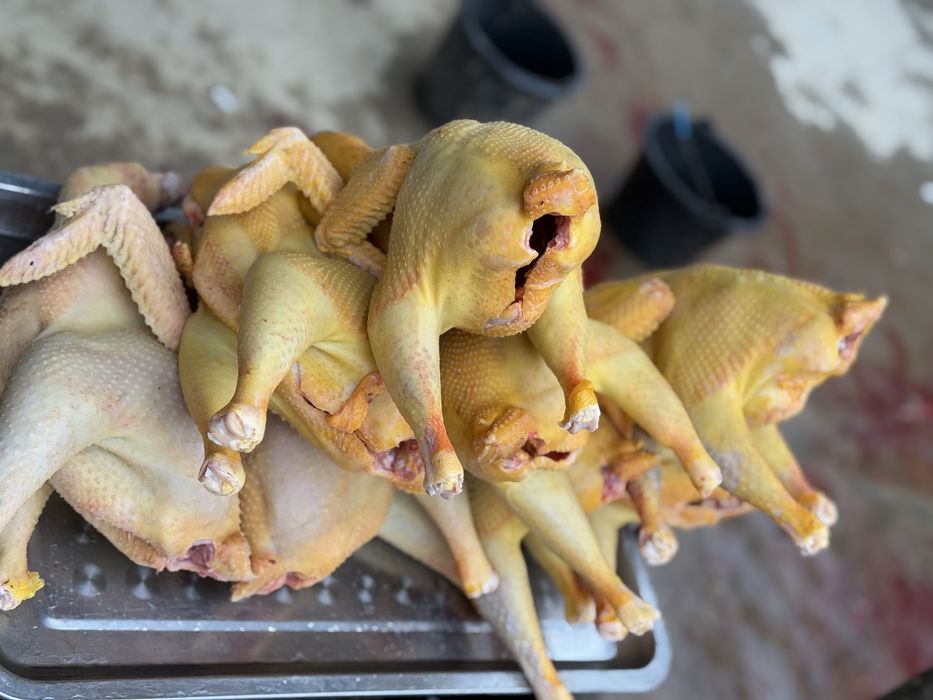 Продаются домашние куры, петушки и утки.