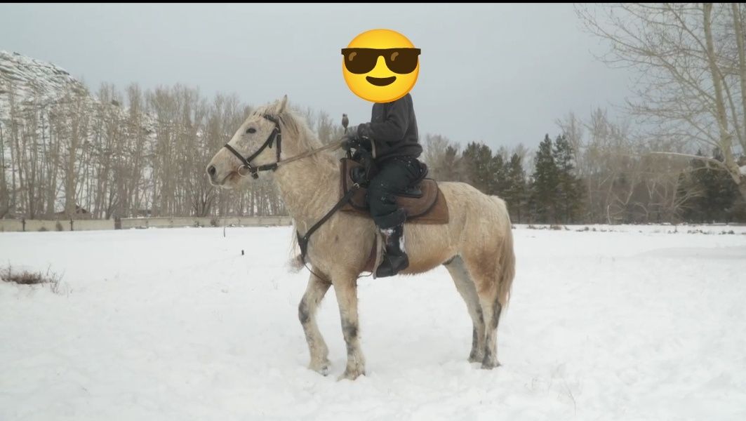 Продам лошадь очень хороший