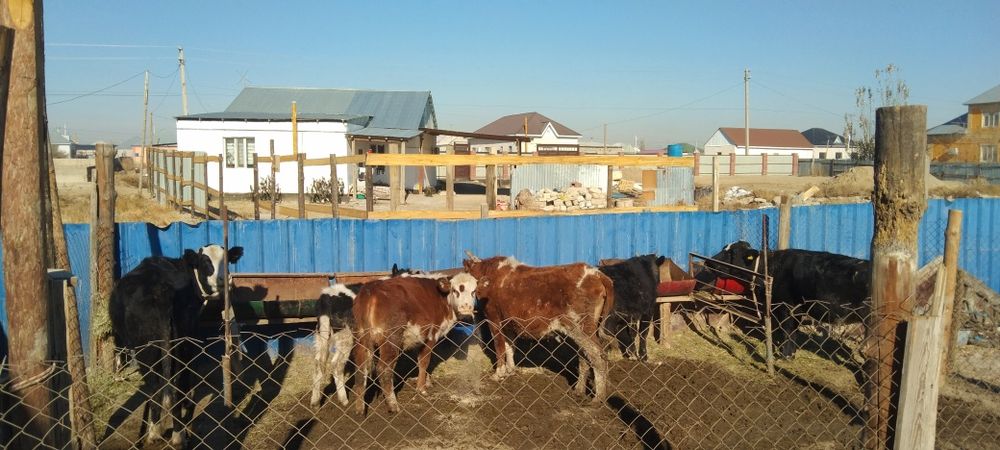 Семиз кысыр кашарлар бар бузаулы сиыр бар