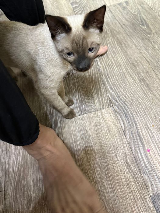 Кто потерял сиамского котенка Юнусабад ?