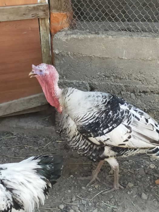 Продам крупного индюка