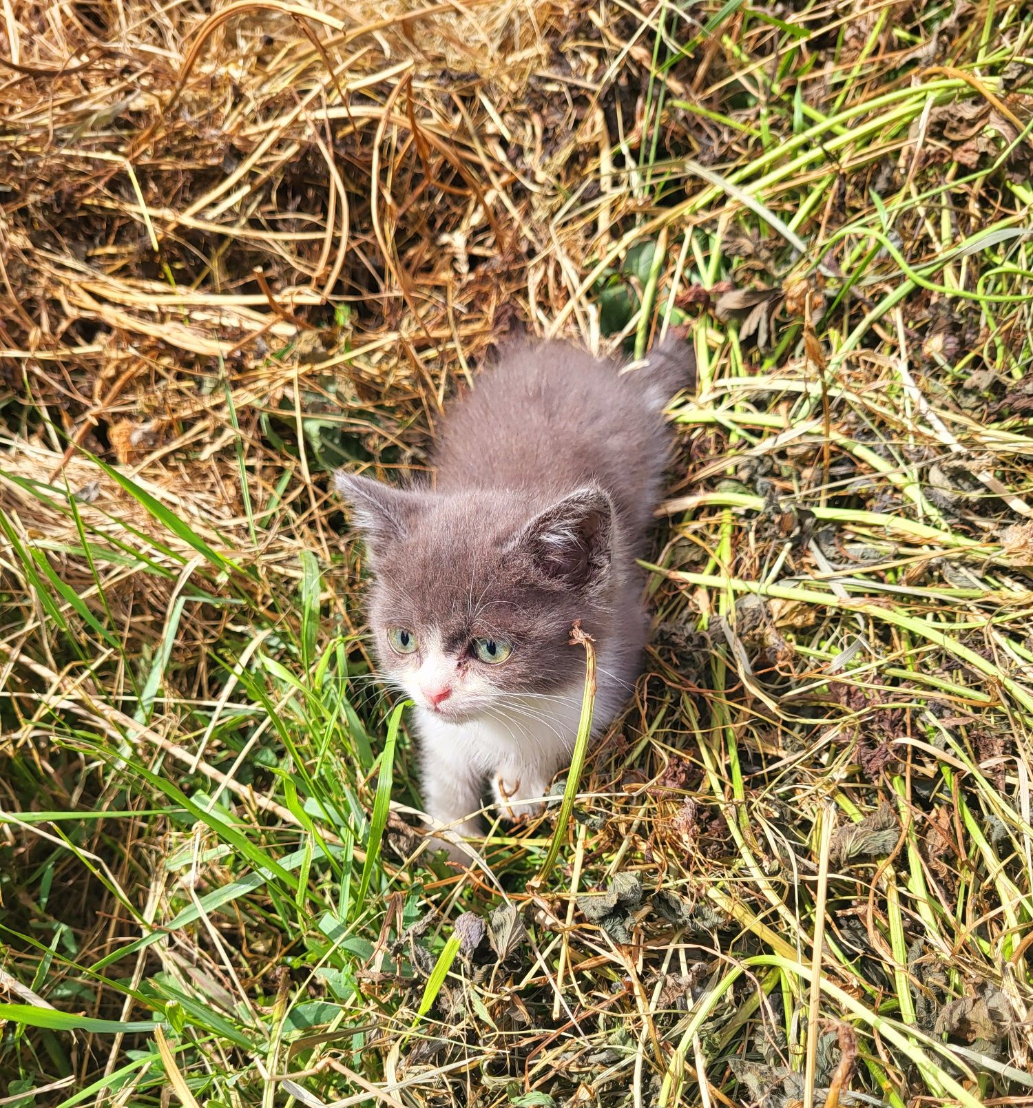 Котёнок, девочка