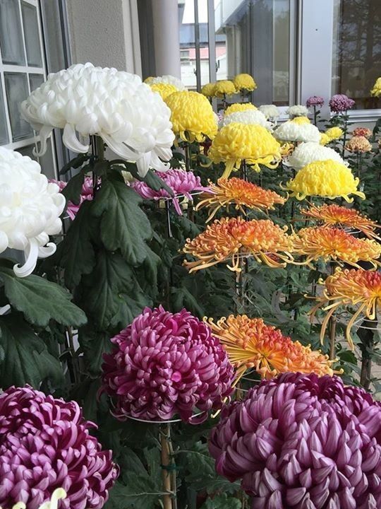 Butași de crizanteme de toamnă floare bulgarăs și floare fideluta